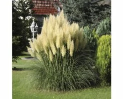 Kleines Pampasgras, Zwerg-Pampasgras FloraSelf Cortaderia Selloana 'Pumila' H 15-100 Cm Co 6 L