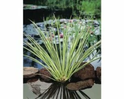 Duftende Teichpflanzen Set FloraSelf Für 500 L Teich -Hornbach Gartenmarkt DV 8 1963048 04 4c DE 20220228161750