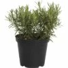 Rosmarin FloraSelf Rosmarinus Officinalis 'Abraxas' Ø 12 Cm Topf -Hornbach Gartenmarkt DV 8 1963786 01 4c DE 20181017134752