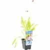Orchideen-Primel FloraSelf Primula Vialii H 10-40 Cm Co 0,6 L -Hornbach Gartenmarkt DV 8 1964643 01 4c DE 20190424104755