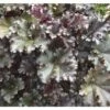 Purpurglöckchen FloraSelf Heuchera Sanguinea H 10-30 Cm Co 3 L -Hornbach Gartenmarkt DV 8 1965884 01 4c DE 20190131121759