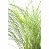 Feinhalm Chinaschilf FloraSelf Miscanthus Sinensis 'Gracillimus' H 20-100 Cm Co 6 L -Hornbach Gartenmarkt DV 8 1969557 02 4c CH 20200527164654