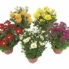 Chrysantheme FloraSelf Chrysanthemum Indicum Ø 9 Cm Topf 1 Chrysantheme FloraSelf Chrysanthemum Indicum Ø 9 Cm Topf -Hornbach Gartenmarkt DV 8 1970327 08 20170703123331