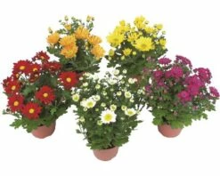 Chrysantheme FloraSelf Chrysanthemum Indicum Ø 9 Cm Topf