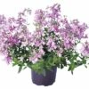 FloraSelf Elfenspiegel Nemesia Hybride Ø 10,5 Cm Topf -Hornbach Gartenmarkt DV 8 1970883 01 4c CH 20160416193822
