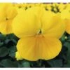 Hornveilchen FloraSelf Viola Cornuta Ø 10 Cm Topf 10 Stk 1 Hornveilchen FloraSelf Viola Cornuta Ø 10 Cm Topf 10 Stk -Hornbach Gartenmarkt DV 8 1971535 01 4c CH 20201016101650