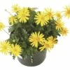 FloraSelf Gelbe Strauchmagerite Euryops Chrysanthemoides Ø 11 Cm Topf -Hornbach Gartenmarkt DV 8 1978796 TS 20170512095753