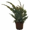 Teppichwacholder FloraSelf Juniperus Squamata 'Meyeri' H 20-30 Cm Co 2 L -Hornbach Gartenmarkt DV 8 1981084 02 4c DE 20190211084417