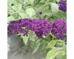 Sommerflieder, Schmetterlingsflieder FloraSelf Buddleja Davidii H 60-80 Cm Co 3 L Rot