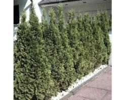 FloraSelf Lebensbaum Thuja Occidentalis 'Smaragd' H 30-40 Cm Co 2 L -Hornbach Gartenmarkt DV 8 1996390 Simmung01 20230414131653