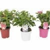 Trichterblüte FloraSelf Dipladenia Mandevilla Ø 14 Cm Topf 1 Trichterblüte FloraSelf Dipladenia Mandevilla Ø 14 Cm Topf -Hornbach Gartenmarkt DV 8 2300654 01 4c DE 20180425075247