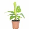 Zierbanane FloraSelf Musa Bananarama H 25-35 Cm Ø 12 Cm Topf -Hornbach Gartenmarkt DV 8 2313544 01 4c DE 20180525064842