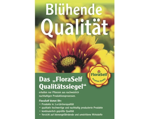 Fleischfressende Pflanzen FloraSelf H 25-30 Cm 20x17 Cm Topf 5 Fleischfressende Pflanzen FloraSelf H 25-30 Cm 20x17 Cm Topf – Bild 3