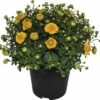 Chrysantheme FloraSelf Chrysanthemum Indicum H 30-40 Cm Ø 17 Cm Topf Zufällige Sortenauswahl -Hornbach Gartenmarkt DV 8 3109124 01 4c DE 20180824134754