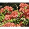 FloraSelf Duftazalee Sommergrüne Azale Rhododendron Luteum H 30-40 Cm Co 5 L Rot -Hornbach Gartenmarkt DV 8 3499192 01 4c DE 20140215145018