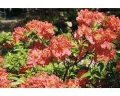 FloraSelf Duftazalee Sommergrüne Azale Rhododendron Luteum H 30-40 Cm Co 5 L Rot