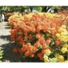 Duftazalee FloraSelf Rhododendron Luteum H 30-40 Cm Co 5 L Orange, Laubabwerfende Azalee -Hornbach Gartenmarkt DV 8 3499205 01 4c DE 20140215145451