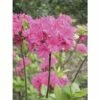 FloraSelf Duftazalee Sommergrüne Azale Rhododendron Luteum H 30-40 Cm Co 5 L Rosa -Hornbach Gartenmarkt DV 8 3499216 01 4c DE 20140215150216