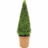 Buchsbaum-Pyramide FloraSelf Buxus Sempervirens H 70-75 Cm Co 7,5 L -Hornbach Gartenmarkt DV 8 3546541 01 4c DE 20160213184024