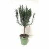 Rosmarin-Stamm FloraSelf Rosmarinus Officinalis Ø 14 Cm Topf -Hornbach Gartenmarkt DV 8 3546778 04 4c CH 20181005141755