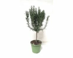 Rosmarin-Stamm FloraSelf Rosmarinus Officinalis Ø 14 Cm Topf