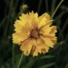 Mädchenauge FloraSelf Coreopsis Grandiflora Co 3 L -Hornbach Gartenmarkt DV 8 3661867 02 4c CH 20170718045258