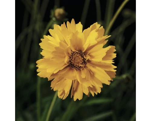 Mädchenauge FloraSelf Coreopsis Grandiflora Co 3 L 3 Mädchenauge FloraSelf Coreopsis Grandiflora Co 3 L
