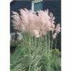 Rosa Pampasgras FloraSelf Cortaderia Selloana 'Rosea' H 15-80 Cm Co 3 L -Hornbach Gartenmarkt DV 8 3661889 01 4c DE 20210113091658