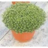 Thymian FloraSelf Thymus Vulgaris 'Fredo' Ø 12 Cm Topf -Hornbach Gartenmarkt DV 8 3815804 01 4c DE 20181005141655