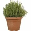 Rosmarin FloraSelf Rosmarinus Officinalis H 30-35 Cm Ø 30 Cm Topf -Hornbach Gartenmarkt DV 8 3818158 01 4c CH 20191012011653