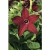 Tabak FloraSelf Nicotiana X Sanderare Ø 10,5 Cm Topf -Hornbach Gartenmarkt DV 8 3822356 01 4c CH 20160414204749