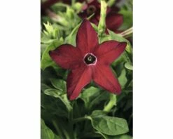 Tabak FloraSelf Nicotiana X Sanderare Ø 10,5 Cm Topf