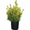 Spindelstrauch FloraSelf Euonymus Japonicus 'Aureus' H 60-80 Cm Co 18 L -Hornbach Gartenmarkt DV 8 3829682 01 4c CH 20210303131659