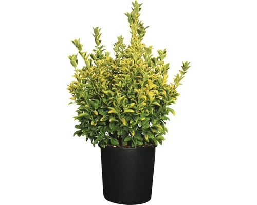 Spindelstrauch FloraSelf Euonymus Japonicus 'Aureus' H 60-80 Cm Co 18 L 3 Spindelstrauch FloraSelf Euonymus Japonicus 'Aureus' H 60-80 Cm Co 18 L