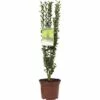 Säulen Bergilex FloraSelf Ilex Crenata 'Fastigiata' H 30-40 Cm Co 2 L -Hornbach Gartenmarkt DV 8 3841410 02 4c DE 20190128051653