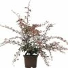 Berberitze FloraSelf Berberis Thunbergii 'Pink Queen' H 30-40 Cm Co 2 L 2 Berberitze FloraSelf Berberis Thunbergii 'Pink Queen' H 30-40 Cm Co 2 L -Hornbach Gartenmarkt DV 8 3841468 02 4c DE 20190129131245
