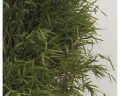Aufrechter Gartenbambus FloraSelf Fargesia Murielae 'Jumbo' H 40-60 Cm Co 5 L -Hornbach Gartenmarkt DV 8 3841499 05 4c DE 20200311072307