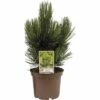 Kompakte Schlangenhaut-Kiefer FloraSelf Pinus Leucodermis 'Den Ouden' H 25-30 Cm Co 3 L