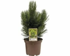 Kompakte Schlangenhaut-Kiefer FloraSelf Pinus Leucodermis 'Den Ouden' H 25-30 Cm Co 3 L