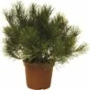 Bergkiefer FloraSelf Pinus Mugo H 15-20 Cm 3 L -Hornbach Gartenmarkt DV 8 3841585 02 4c DE 20191009171651