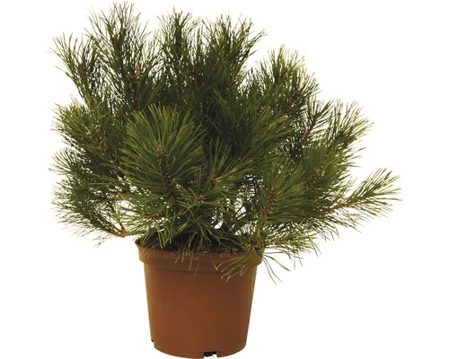 Bergkiefer FloraSelf Pinus Mugo H 15-20 Cm 3 L 3 Bergkiefer FloraSelf Pinus Mugo H 15-20 Cm 3 L