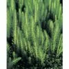 Tannewedel FloraSelf Hippuris Vulgaris Ø 11 Cm Topf -Hornbach Gartenmarkt DV 8 3846726 01 4c DE 20220228154658 9