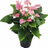 Flamingoblume/ Anthurie FloraSelf Anthurium X Hybride 'Joli Pink' H 45-50 Cm Ø 17 Cm Topf -Hornbach Gartenmarkt DV 8 3849726 01 4c DE 20220113084653