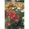 Islandmohn FloraSelf Papaver Nudicaule Co 3 L -Hornbach Gartenmarkt DV 8 3854765 01 4c DE 20190902111655