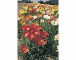 Islandmohn FloraSelf Papaver Nudicaule Co 3 L