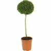 Buchsbaum-Stämmchen FloraSelf Buxus Sempervirens H 40-50 Cm Co 7,5 L -Hornbach Gartenmarkt DV 8 3855695 01 4c DE 20160213134129