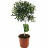 Olivenbaum FloraSelf Olea Europaea H 20-40 Cm Ø 20 Cm Topf -Hornbach Gartenmarkt DV 8 3856034 01 4c CH 20170523102607