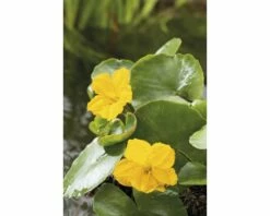 Teichpflanzen Set 4 Jahreszeiten FloraSelf Für 1000 L Teich 16 Teichpflanzen Set 4 Jahreszeiten FloraSelf Für 1000 L Teich -Hornbach Gartenmarkt DV 8 3880452 01 4c DE 20220228174659 3