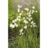Wollgras FloraSelf Eriophorum Angustifolium H 20-30 Cm Korb 2,5 L