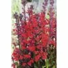 Kardinals-Lobelie FloraSelf Lobelia Cardinalis H 15-25 Cm Co 3 L -Hornbach Gartenmarkt DV 8 3880461 01 4c DE 20160531151555